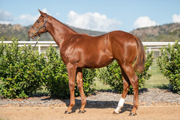 Lot 253: Best of Bordeaux / Alberton Waltz