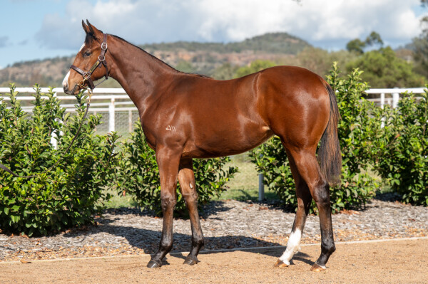 Lot 391: Wild Ruler / Find Joy (USA)