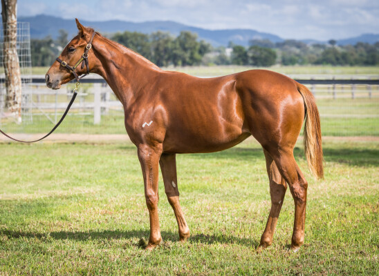 Lot 81: Profiteer / Rock Robster