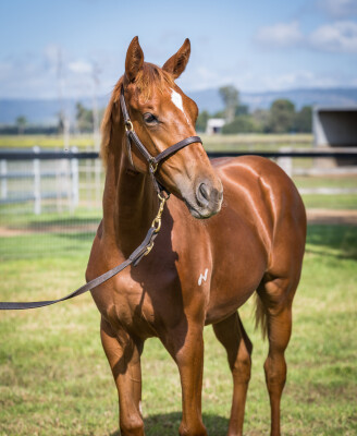 Lot 81: Profiteer / Rock Robster