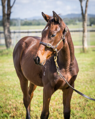 Lot 84: Capitalist / Rockolicious