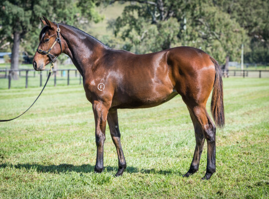 Lot 105: So You Think (NZ) / Scamper