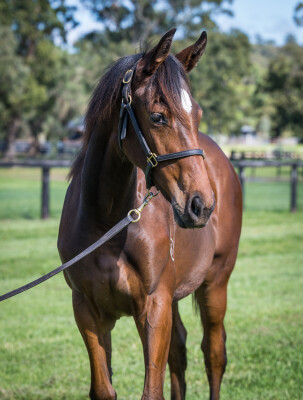 Lot 105: So You Think (NZ) / Scamper