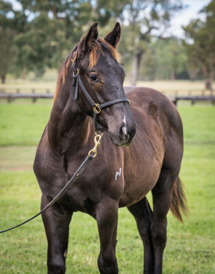 Lot 162: Street Boss (USA) / Sun Valley