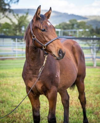 Lot 301: Artorius / Californiasurprise