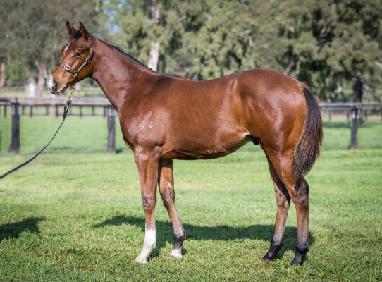 Lot 321: In the Congo / Chipanda