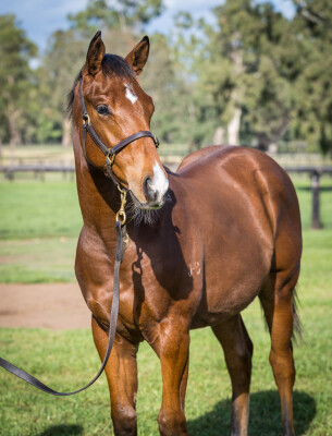 Lot 321: In the Congo / Chipanda