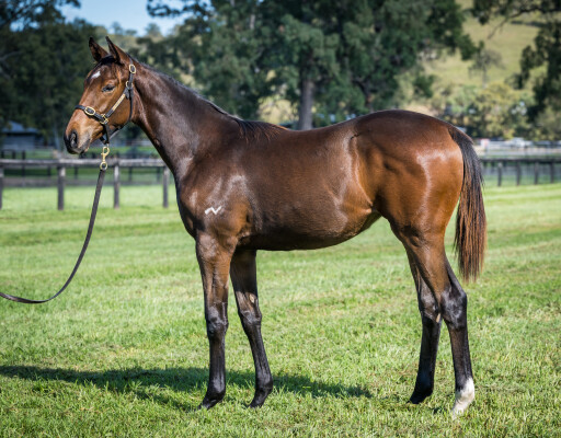 Lot 333: Harry Angel (IRE) / Count Your Money