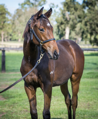 Lot 333: Harry Angel (IRE) / Count Your Money