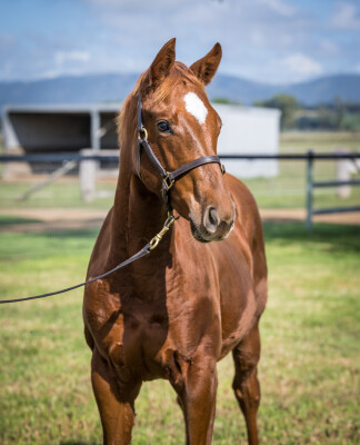 Lot 362: Anamoe / Eawase