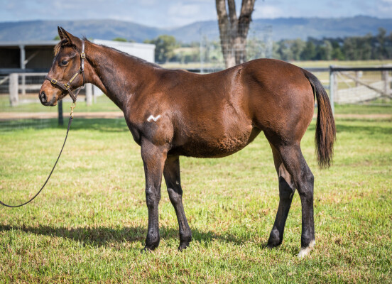 Lot 409: Too Darn Hot (GB) / Global Thinking