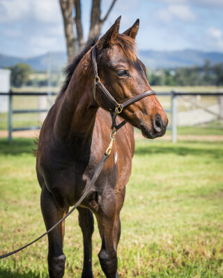 Lot 409: Too Darn Hot (GB) / Global Thinking