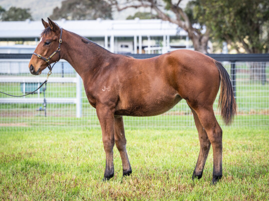 Lot 425: Home Affairs / Homebird