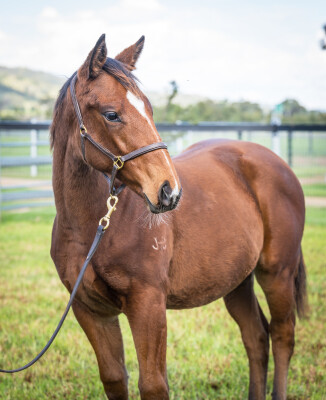 Lot 425: Home Affairs / Homebird