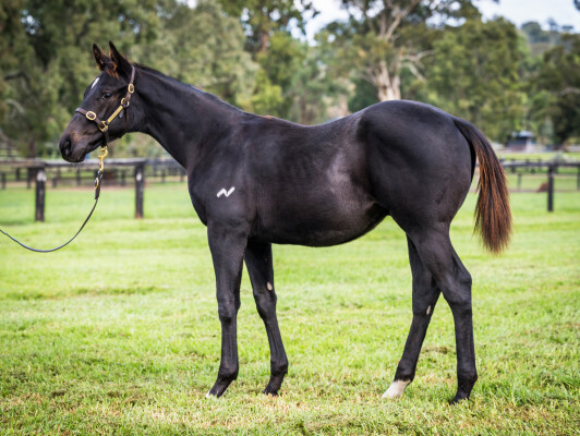 Lot 453: Too Darn Hot (GB) / Josdesanimaux (USA)