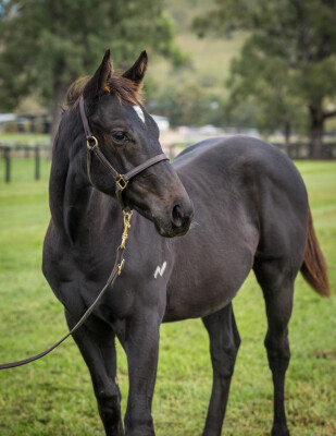 Lot 453: Too Darn Hot (GB) / Josdesanimaux (USA)