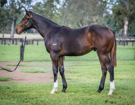 Lot 487: So You Think (NZ) / Lakshmibai