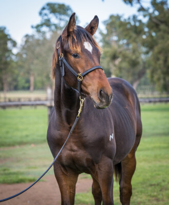 Lot 487: So You Think (NZ) / Lakshmibai