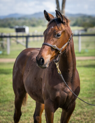 Lot 557: Acrobat / Miss Five Hundred