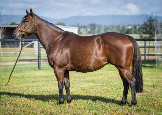 Lot 248: Snitzel / Charmview