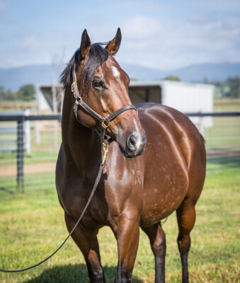 Lot 248: Snitzel / Charmview