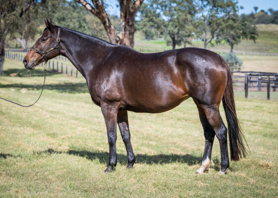 Lot 258: Pierro / Euchre