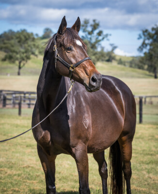 Lot 258: Pierro / Euchre