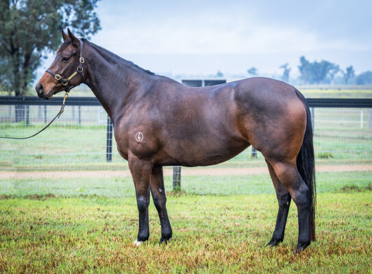 Lot 271: Epaulette / Ventura