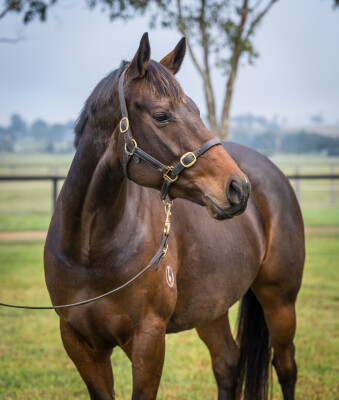 Lot 271: Epaulette / Ventura