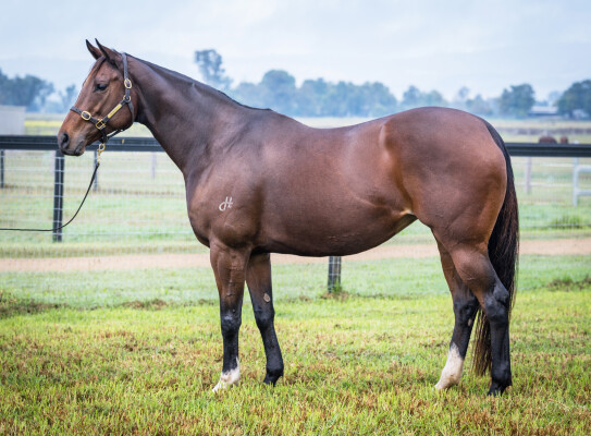 Lot 273: Kitten's Joy (USA) / Desertstormelite (USA)