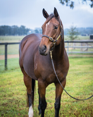 Lot 273: Kitten's Joy (USA) / Desertstormelite (USA)