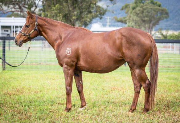 Lot 276: Foxwedge / Pink Siris