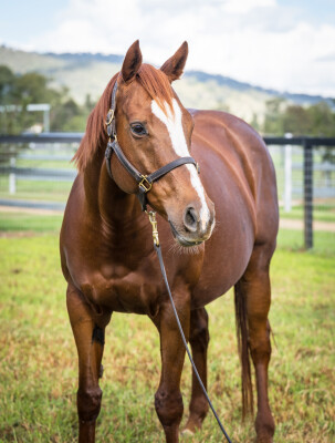 Lot 276: Foxwedge / Pink Siris