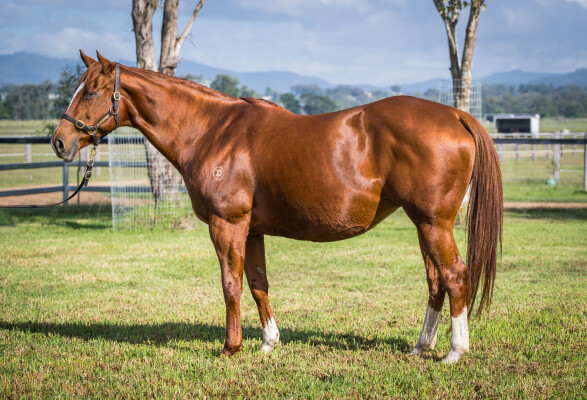 Lot 290: Sepoy / Cataclysm