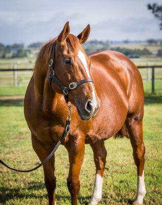 Lot 290: Sepoy / Cataclysm
