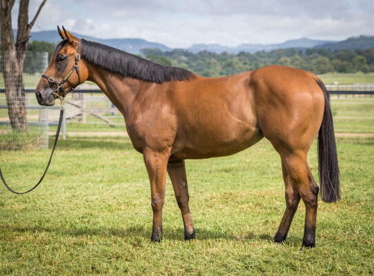 Lot 32: Exceed and Excel / Dolly's Wig