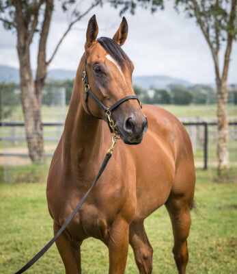 Lot 32: Exceed and Excel / Dolly's Wig
