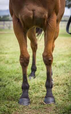 Lot 32: Exceed and Excel / Dolly's Wig