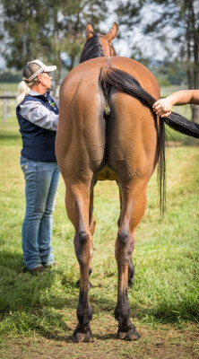 Lot 32: Exceed and Excel / Dolly's Wig
