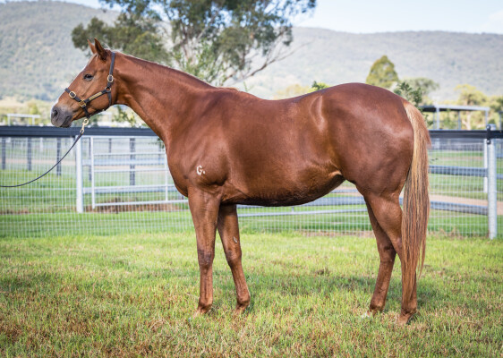 Lot 37: Sizzling / Jahre