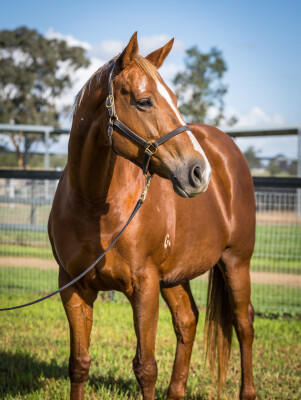 Lot 37: Sizzling / Jahre