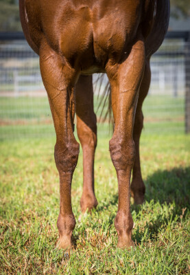 Lot 37: Sizzling / Jahre