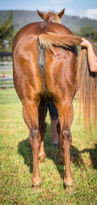 Lot 37: Sizzling / Jahre