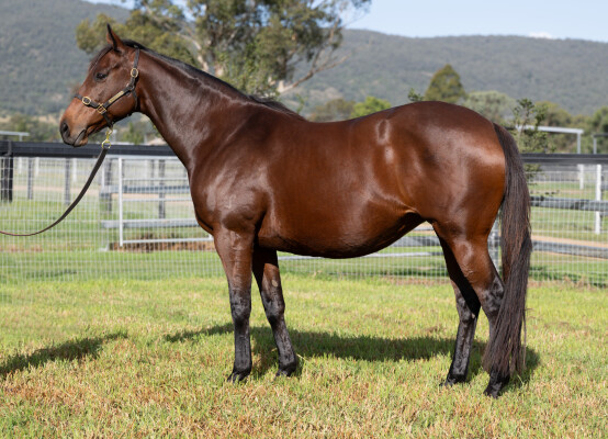 Lot 41: I Am Invincible / Camporella