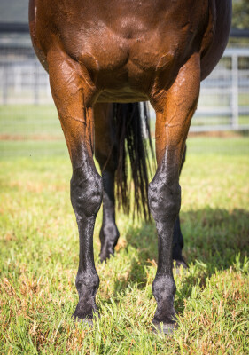 Lot 41: I Am Invincible / Camporella