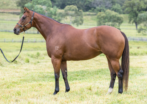 Lot 85: I Am Invincible / Listen Here
