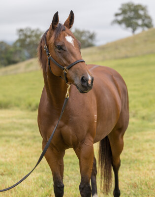 Lot 85: I Am Invincible / Listen Here