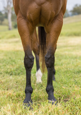 Lot 85: I Am Invincible / Listen Here