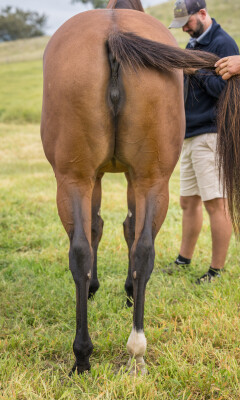 Lot 85: I Am Invincible / Listen Here