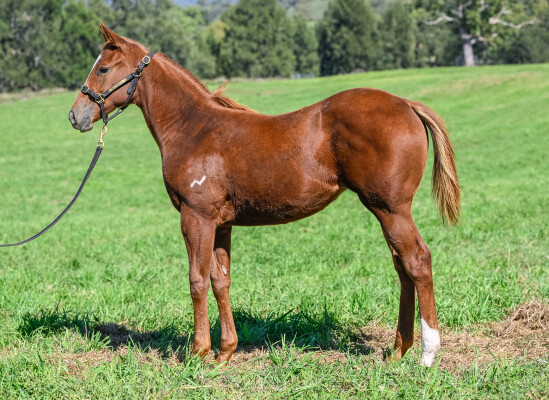 Lot 37: Sizzling / Jahre